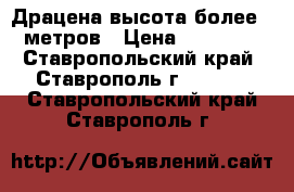 Драцена высота более 3 метров › Цена ­ 10 000 - Ставропольский край, Ставрополь г.  »    . Ставропольский край,Ставрополь г.